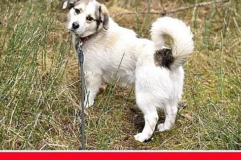 POLAR,mały,młody,wesoły,łagodny piesek,krótkie łap
