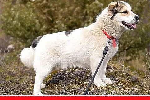 POLAR,mały,młody,wesoły,łagodny piesek,krótkie łap