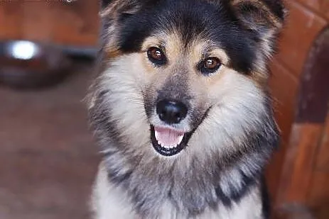 Kalmo do adopcji - ma czas do konca marca,  łódzki