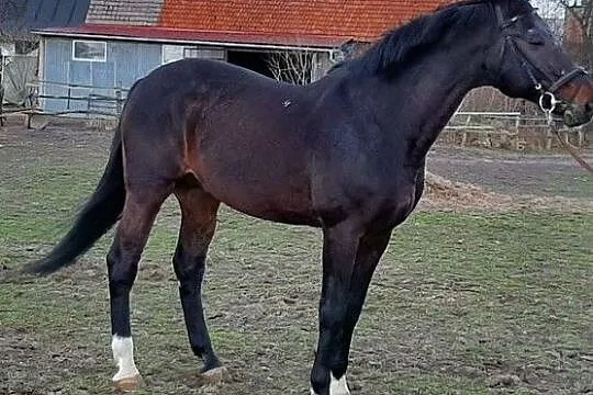 Stanówka ogierem Ramet, Konojad