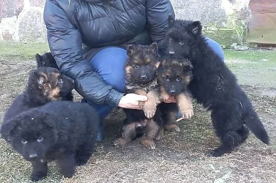 Owczarek Niemiecki Długowłosy Podpalany, Czarny, Mazowieckie, Gołymin-Północ