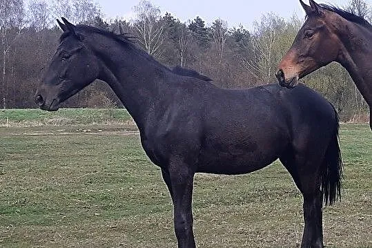 Ogierek 2 letni Deutsche Sport Pferde, , Jejkowice