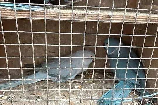 Aleksandretty aleksandretta obrozna wielkoa, Śląskie, Częstochowa