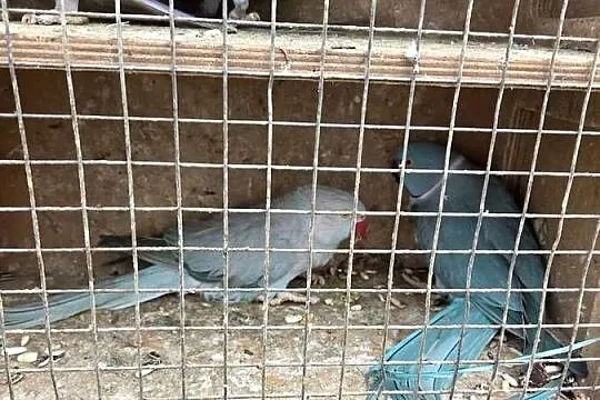 Aleksandretty aleksandretta obrozna wielkoa, Śląskie, Częstochowa