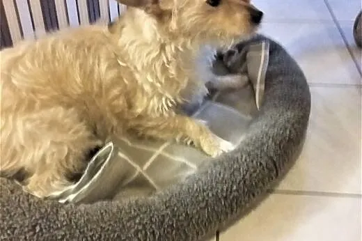Suczka do adopcji: Roxy,  dolnośląskie Wrocław