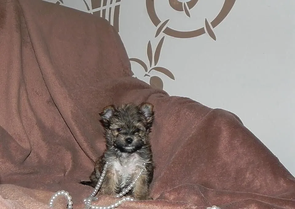 YORKI Ocean Pearl Yorkshire Terrier (Rybnik)
