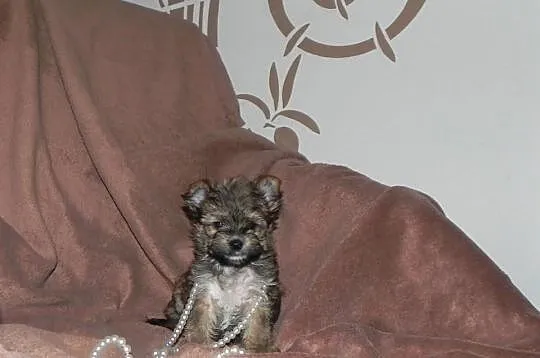 YORKI Ocean Pearl Yorkshire Terrier (Rybnik)