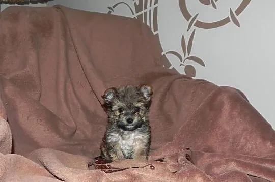 YORKI Ocean Pearl Yorkshire Terrier (Rybnik)
