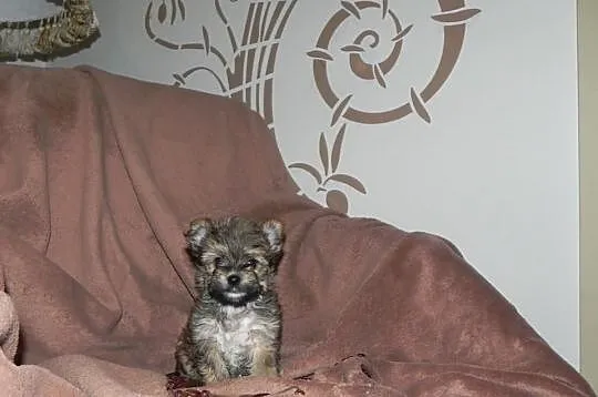 YORKI Ocean Pearl Yorkshire Terrier (Rybnik)
