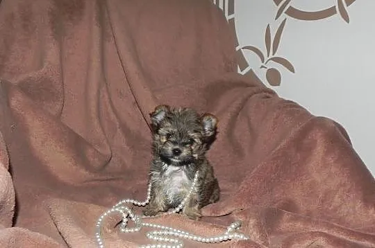 YORKI Ocean Pearl Yorkshire Terrier (Rybnik)