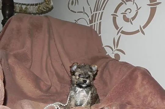 YORKI Ocean Pearl Yorkshire Terrier (Rybnik)
