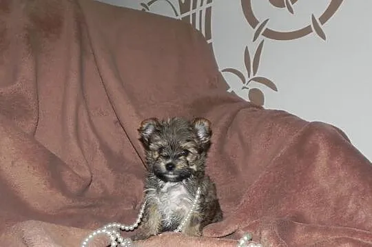 YORKI Ocean Pearl Yorkshire Terrier (Rybnik)