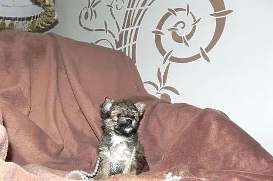 YORKI Ocean Pearl Yorkshire Terrier (Rybnik)