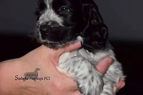 Cocker Spaniel Angielski - Dziewczynka o Imieniu HAVANA, Małopolskie, Nowy Sącz