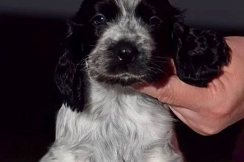 Cocker Spaniel Angielski - Dziewczynka o Imieniu HAVANA, Małopolskie, Nowy Sącz