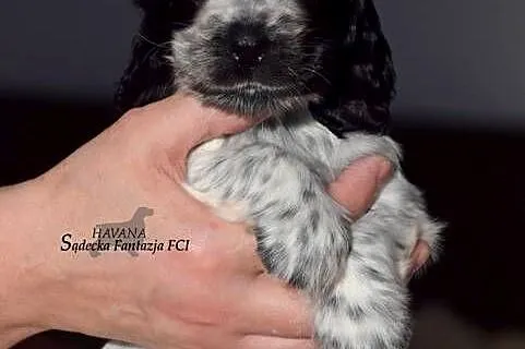 Cocker Spaniel Angielski - Dziewczynka o Imieniu HAVANA, Małopolskie, Nowy Sącz