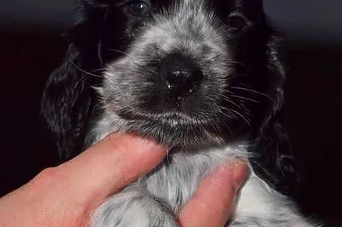 Cocker Spaniel Angielski - Dziewczynka o Imieniu HAVANA, Małopolskie, Nowy Sącz