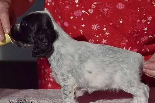 Cocker Spaniel Angielski - Dziewczynka o Imieniu HAVANA, Małopolskie, Nowy Sącz