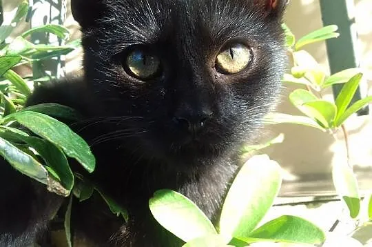 Czarny, śliczny kociak