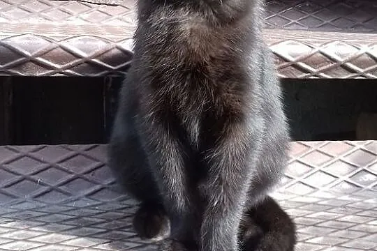Czarny, śliczny kociak