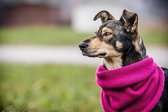 Szilla – młoda, WILCZASTA, MEGA pozytywna sunia do