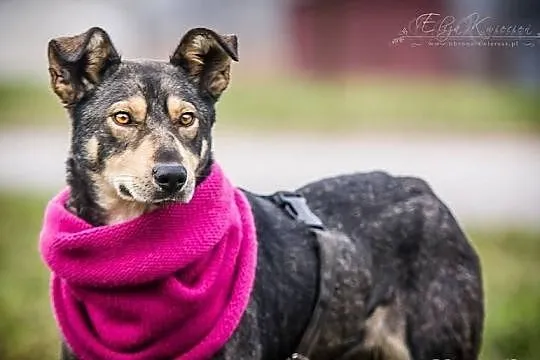 Szilla – młoda, WILCZASTA, MEGA pozytywna sunia do