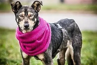 Szilla – młoda, WILCZASTA, MEGA pozytywna sunia do