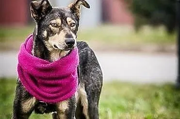 Szilla – młoda, WILCZASTA, MEGA pozytywna sunia do