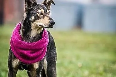 Szilla – młoda, WILCZASTA, MEGA pozytywna sunia do