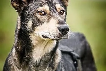 Szilla – młoda, WILCZASTA, MEGA pozytywna sunia do