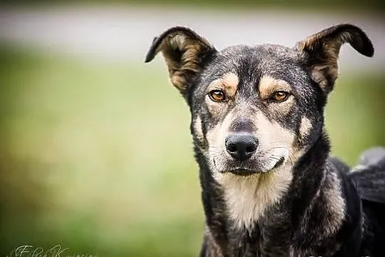 Szilla – młoda, WILCZASTA, MEGA pozytywna sunia do