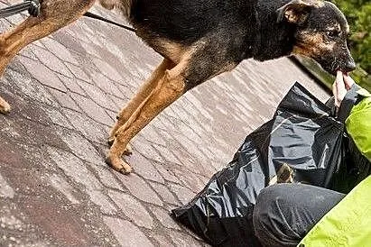 KRUKI - cudny, pokojowy piesek nakolankowy,  święt