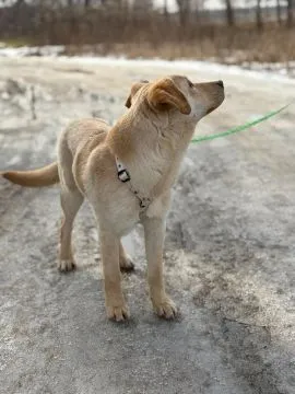 Goldi - wesoły szczeniak w typie labradora  Goldi - szczeniaczek w typie labradora. Goldi trafił do, , Warszawa