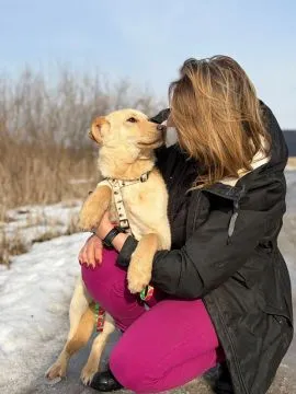 Goldi - wesoły szczeniak w typie labradora  Goldi - szczeniaczek w typie labradora. Goldi trafił do, , Warszawa