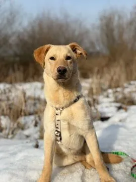 Goldi - wesoły szczeniak w typie labradora  Goldi - szczeniaczek w typie labradora. Goldi trafił do