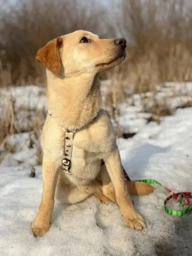 Goldi - wesoły szczeniak w typie labradora  Goldi - szczeniaczek w typie labradora. Goldi trafił do, , Warszawa