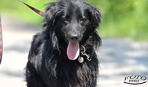 Flint - młody i pogodny pies, czeka na adopcję.,
