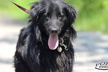 Flint - młody i pogodny pies, czeka na adopcję.,  