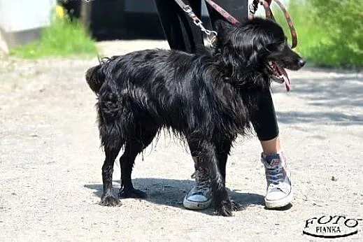 Flint - młody i pogodny pies, czeka na adopcję.,  