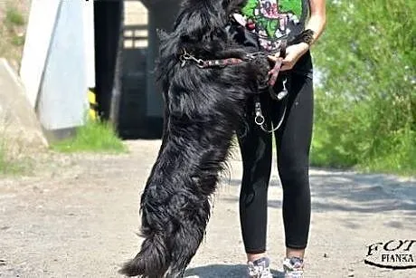 Flint - młody i pogodny pies, czeka na adopcję.,  