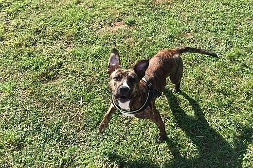 Dora, roczna suczka w typie TTB, wesoła i kochana ADOPCJA, Kundelki cała Polska