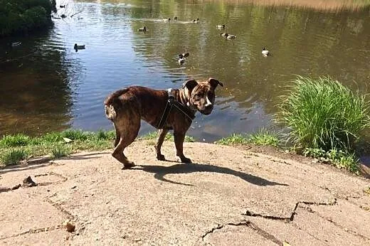 Dora, roczna suczka w typie TTB, wesoła i kochana 
