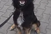 Nero to młody i fajny psiak do adopcji .,  łódzkie
