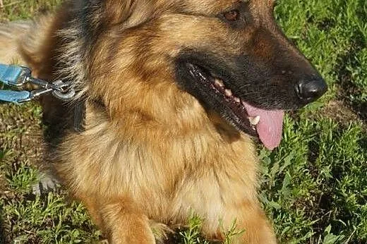 Poli-owczarek długowłosy do adopcji,  wielkopolski
