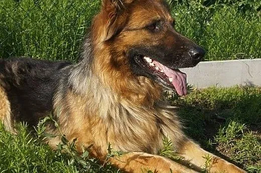 Poli-owczarek długowłosy do adopcji,  wielkopolski