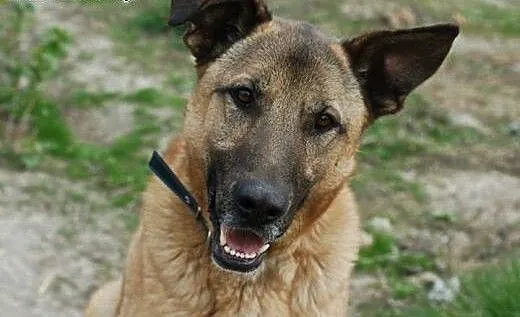 Adoptuj tego radosnego psiaka! , łódzkie Skiernie