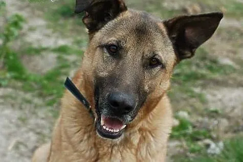 Adoptuj tego radosnego psiaka! ,  łódzkie Skiernie