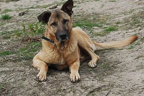 Adoptuj tego radosnego psiaka! ,  łódzkie Skiernie