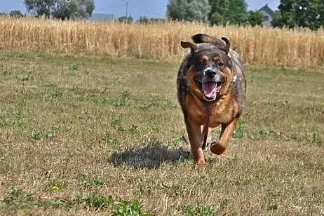 Energiczny Czołg, psiak dla twardziela szuka super domu! :),  Kundelki cała Polska