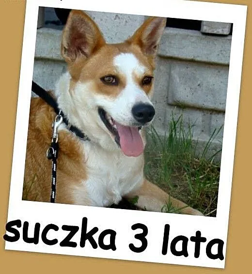 10 kg,3 lata,suczka RUBI,przyjazna,łagodna,kontakt